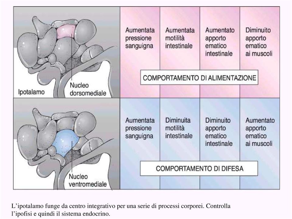 processi corporei.