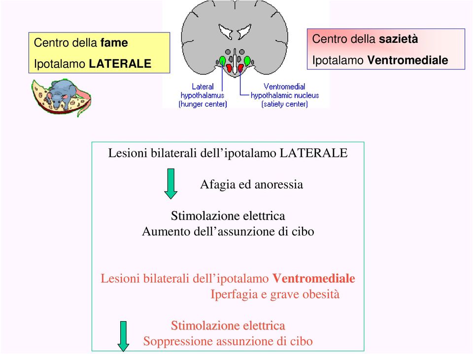 Aumento dell assunzione di cibo Lesioni bilaterali dell ipotalamo Ventromediale