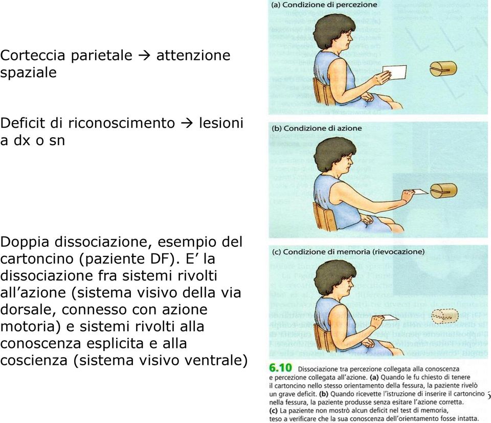 E la dissociazione fra sistemi rivolti all azione (sistema visivo della via dorsale,