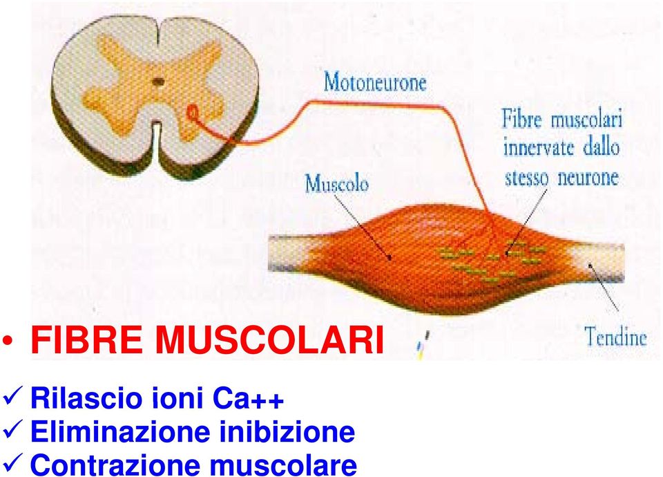 Eliminazione