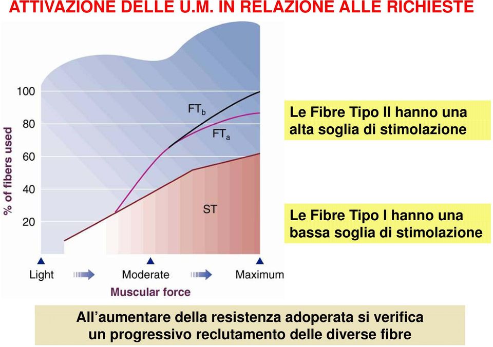 soglia di stimolazione Le Fibre Tipo I hanno una bassa soglia di