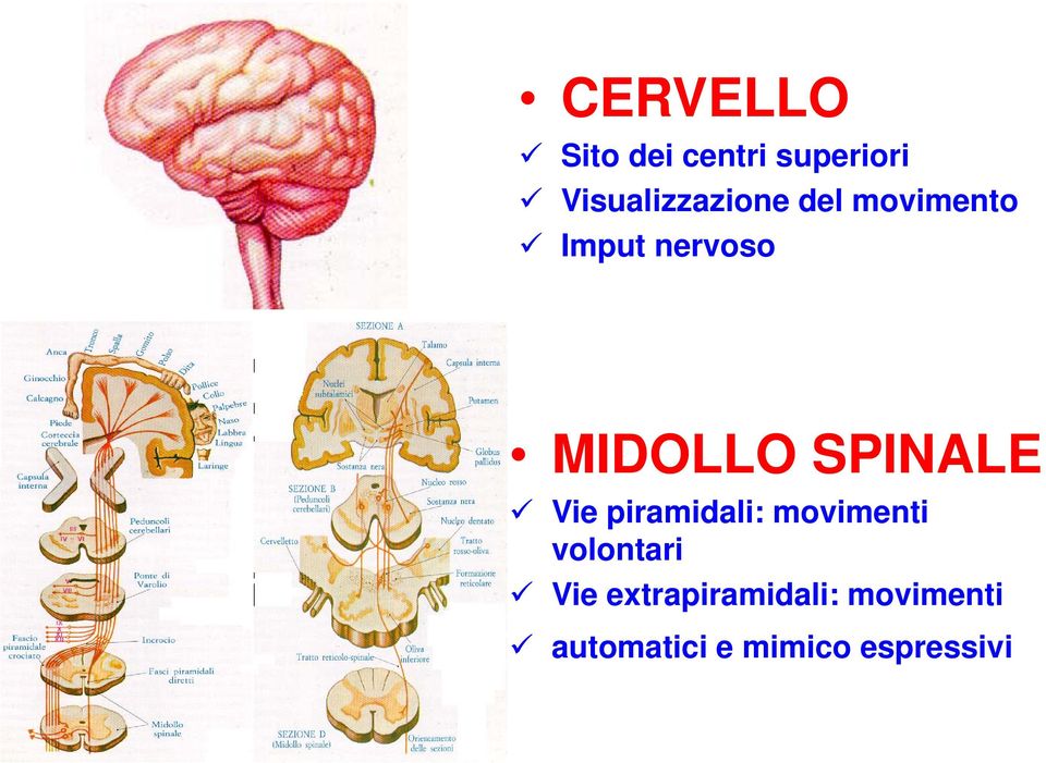 MIDOLLO SPINALE Vie piramidali: movimenti