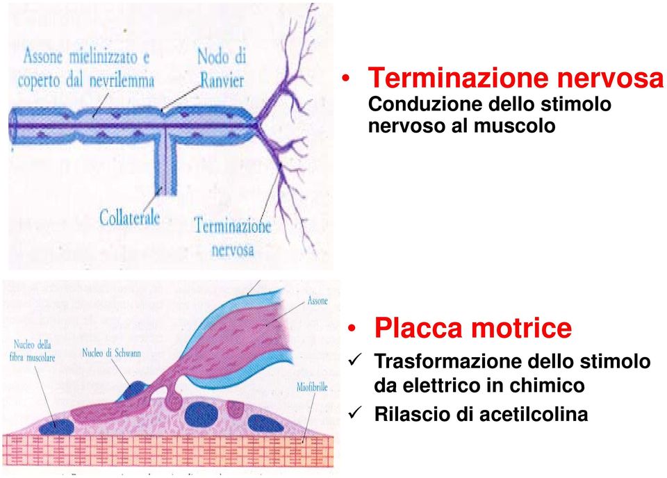 motrice Trasformazione dello stimolo da