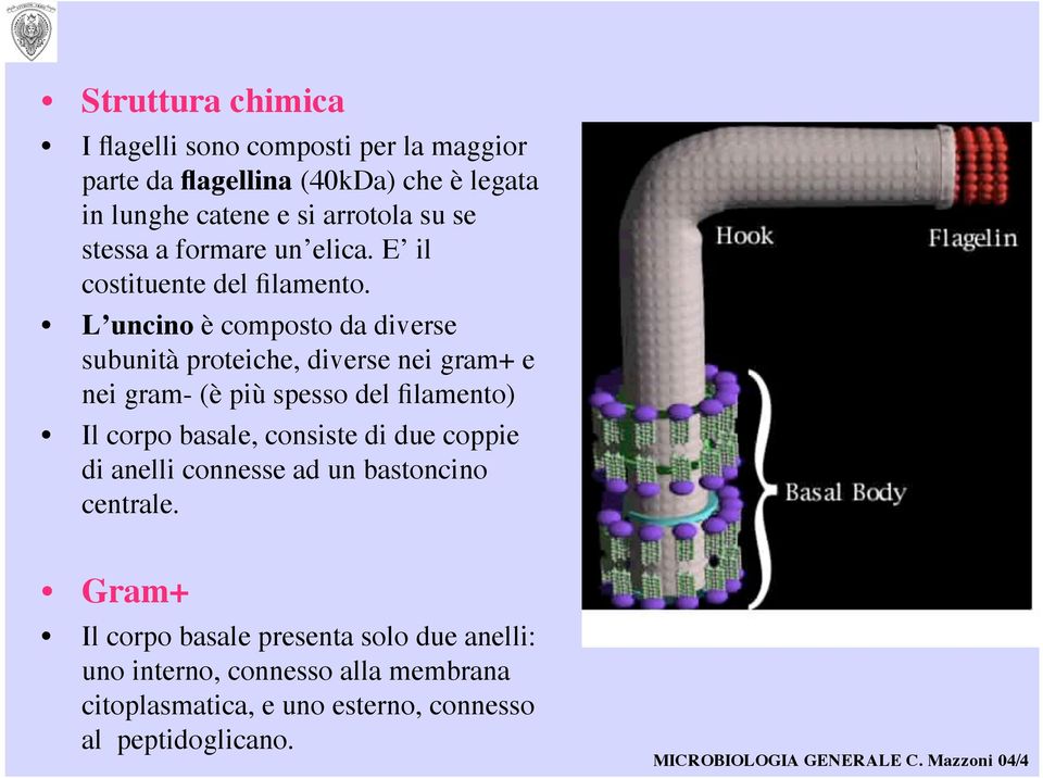 L uncino è composto da diverse subunità proteiche, diverse nei gram+ e nei gram- (è più spesso del filamento) Il corpo basale,