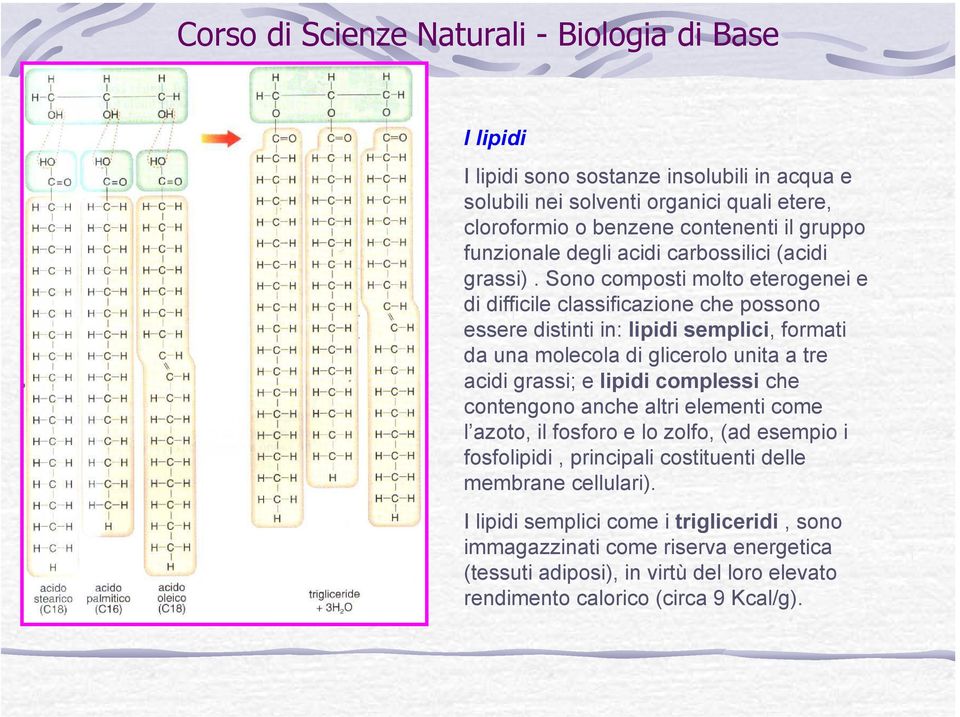 Sono composti molto eterogenei e di difficile classificazione che possono essere distinti in: lipidi semplici, formati da una molecola di glicerolo unita a tre acidi grassi;