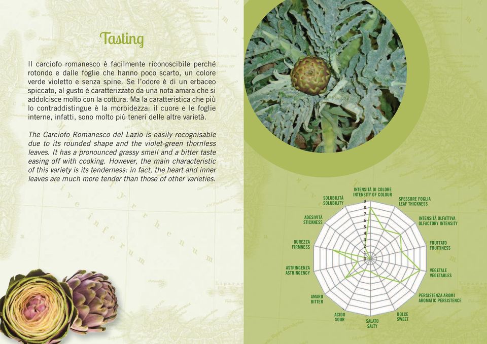 Ma la caratteristica che più lo contraddistingue è la morbidezza: il cuore e le foglie interne, infatti, sono molto più teneri delle altre varietà.