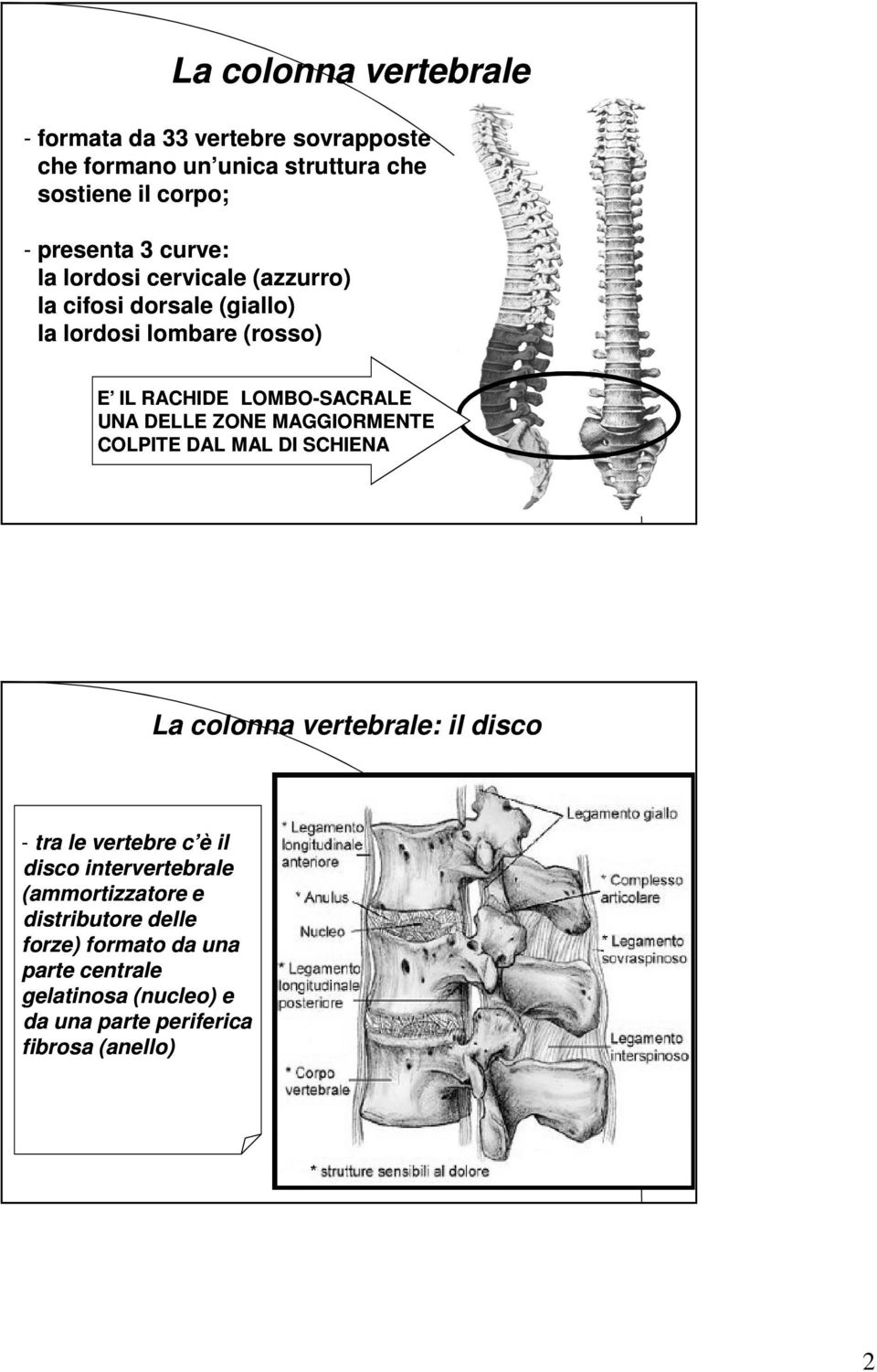 ZONE MAGGIORMENTE COLPITE DAL MAL DI SCHIENA La colonna vertebrale: il disco - tra le vertebre c è il disco intervertebrale
