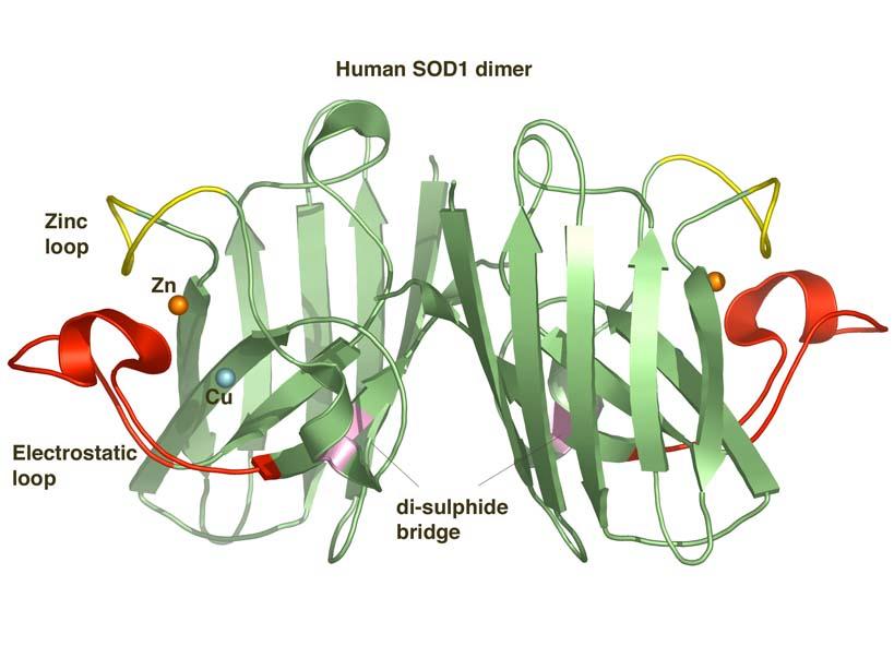 individuata una mutazione nel gene che codifica per l enzima