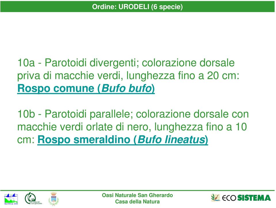 (Bufo bufo) 10b - Parotoidi parallele; colorazione dorsale con macchie