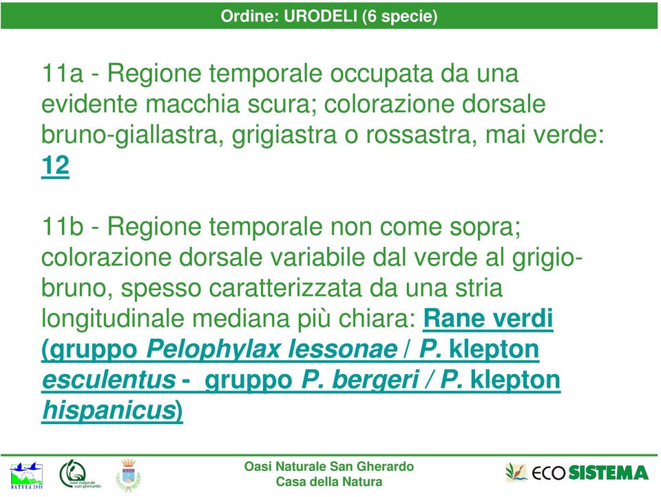 colorazione dorsale variabile dal verde al grigiobruno, spesso caratterizzata da una stria longitudinale