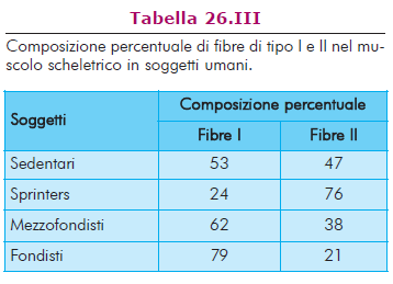 Nei muscoli scheletrici fibre di tutti i tipi ma in proporzioni diverse fibre II prevalgono negli strati superficiali, Fibre I in strati profondi; fibre II prevalgono in soggetti che effettuano