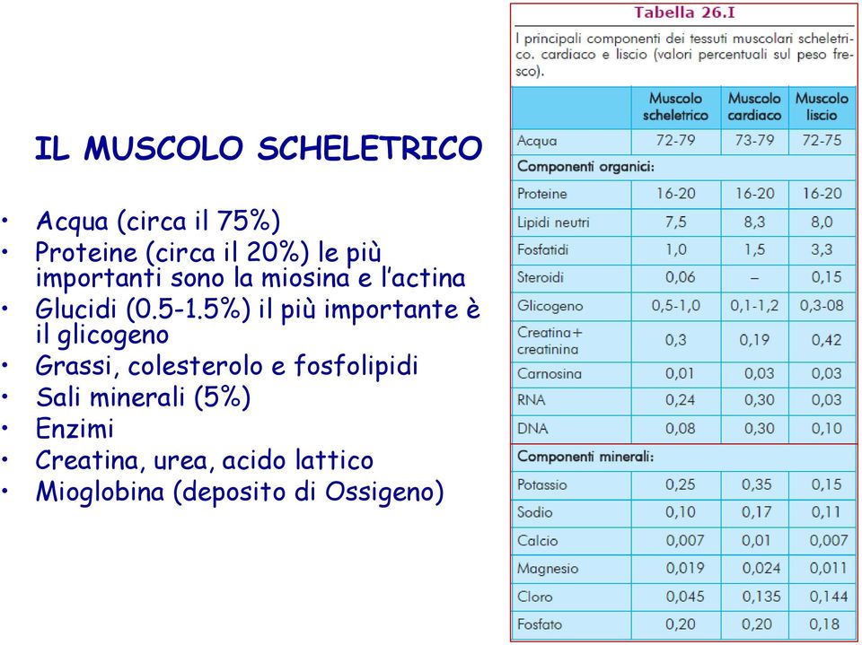 5%) il più importante è il glicogeno Grassi, colesterolo e fosfolipidi