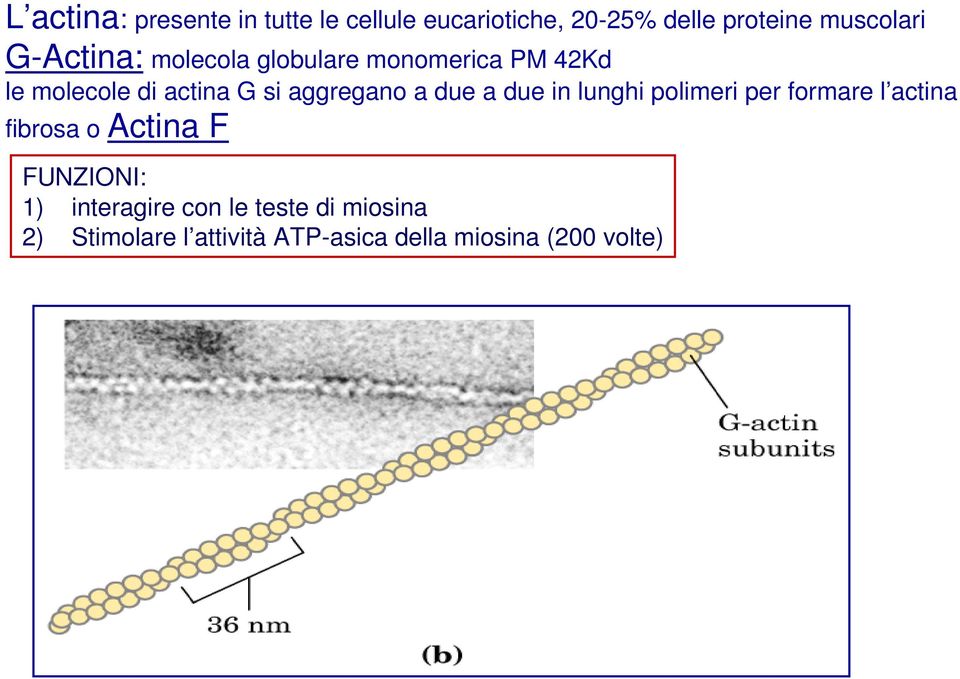 due a due in lunghi polimeri per formare l actina fibrosa o Actina F FUNZIONI: 1)