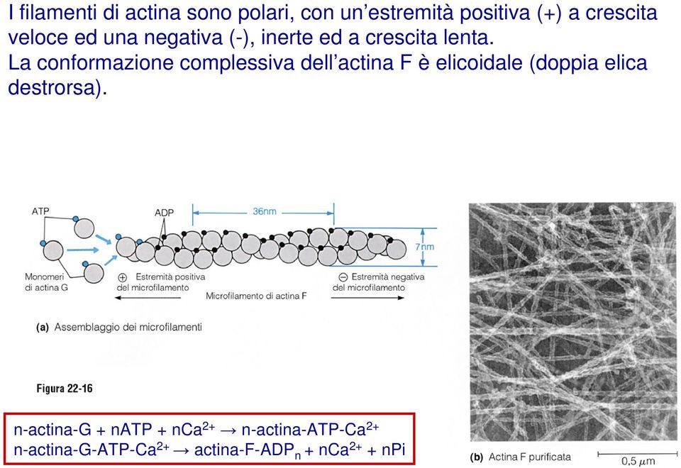La conformazione complessiva dell actina F è elicoidale (doppia elica
