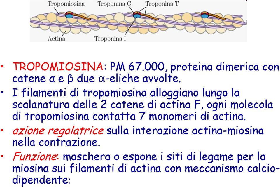 tropomiosina contatta 7 monomeri di actina.
