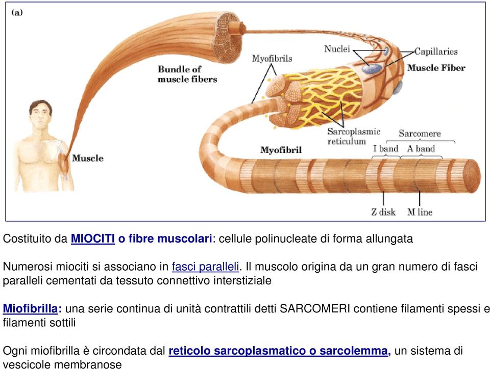 Il muscolo origina da un gran numero di fasci paralleli cementati da tessuto connettivo interstiziale