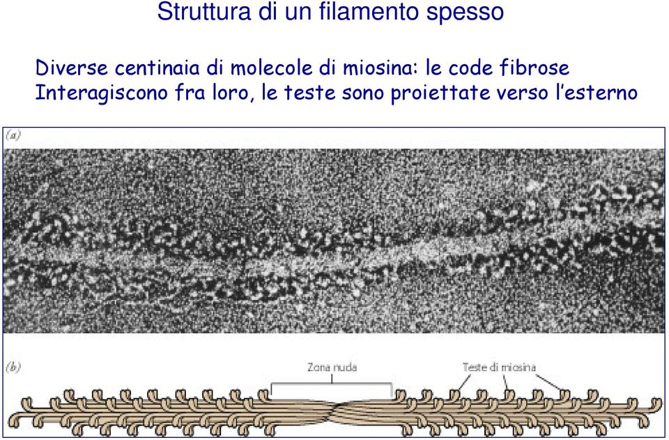 miosina: le code fibrose Interagiscono