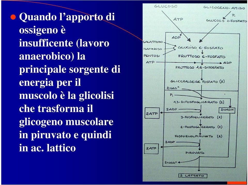 energia per il muscolo è la glicolisi che