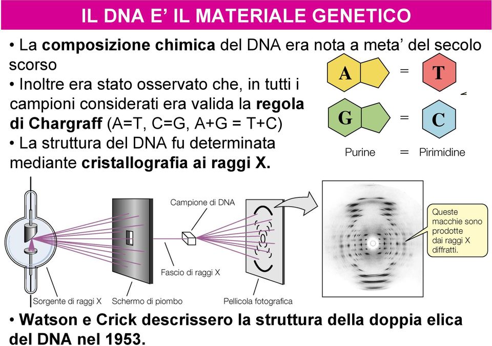 regola di Chargraff (A=T, C=G, A+G = T+C) La struttura del DNA fu determinata mediante