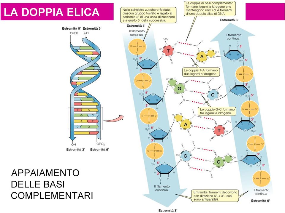 APPAIAMENTO