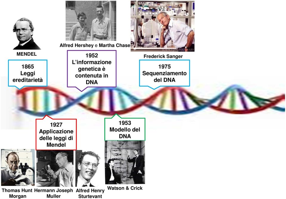 Sequenziamento del DNA 1927 Applicazione delle leggi di Mendel 1953