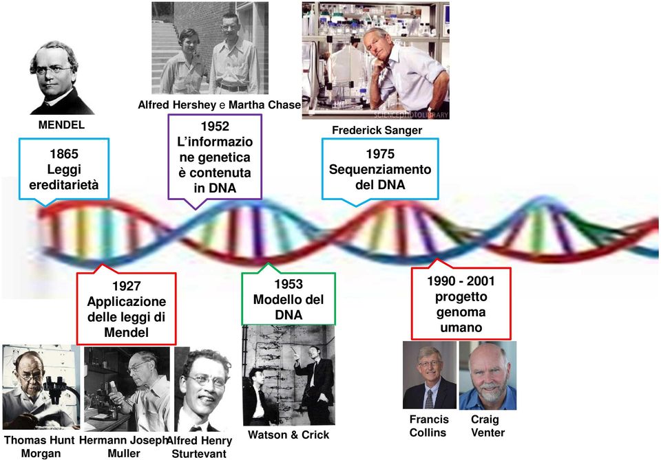 Applicazione delle leggi di Mendel 1953 Modello del DNA 1990-2001 progetto genoma umano