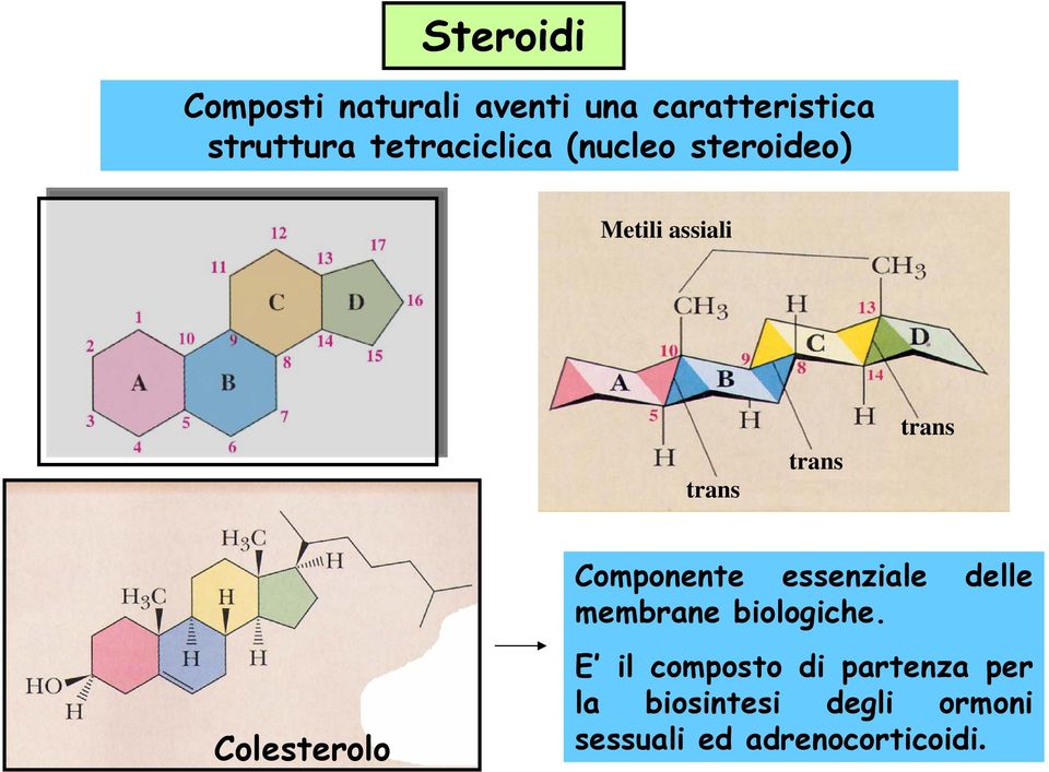 Componente essenziale delle membrane biologiche.