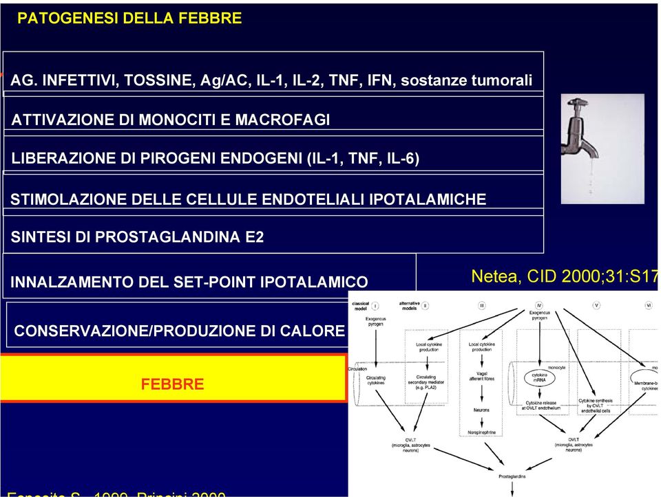 E MACROFAGI LIBERAZIONE DI PIROGENI ENDOGENI (IL-1, TNF, IL-6) STIMOLAZIONE DELLE CELLULE