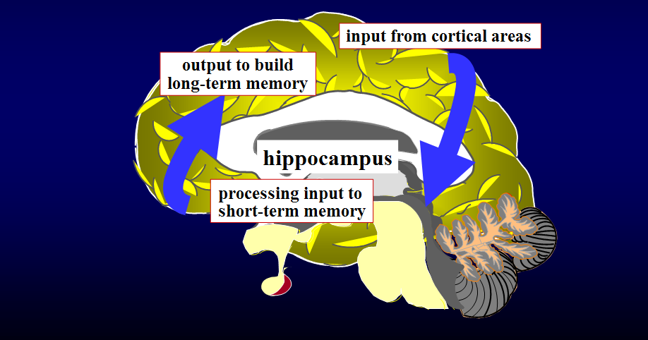 Menopausa e invecchiamento hippocampus and memory functions Ippocampo: Ruolo principale nei circuti mnesici Condivide le informazioni con altre aree corticali Contiene recettori per gli ormoni