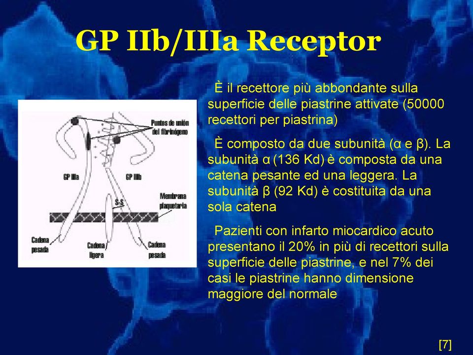 La subunità β (92 Kd) è costituita da una sola catena Pazienti con infarto miocardico acuto presentano il 20% in più