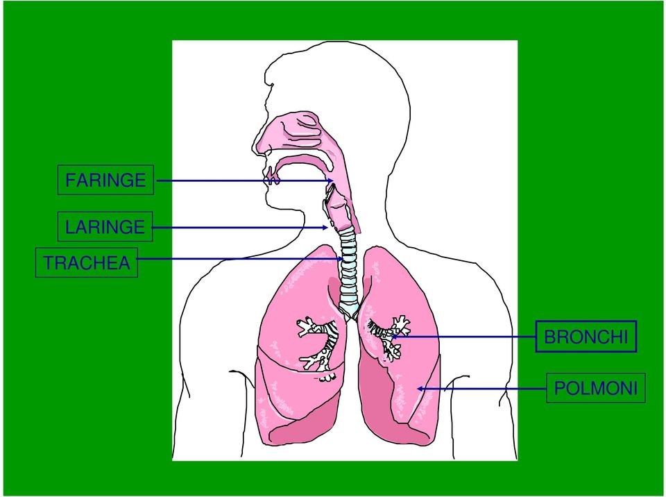 TRACHEA