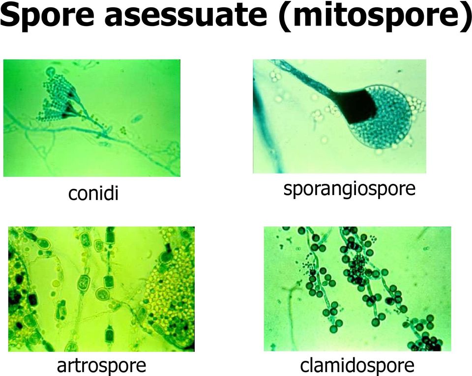 sporangiospore