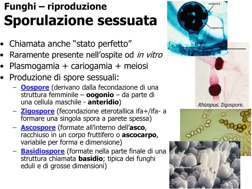 eterotallica ifa+/ifa- a formare una singola spora a parete spessa) Ascospore (formate all interno dell asco, racchiuso in un corpo fruttifero o ascocarpo,