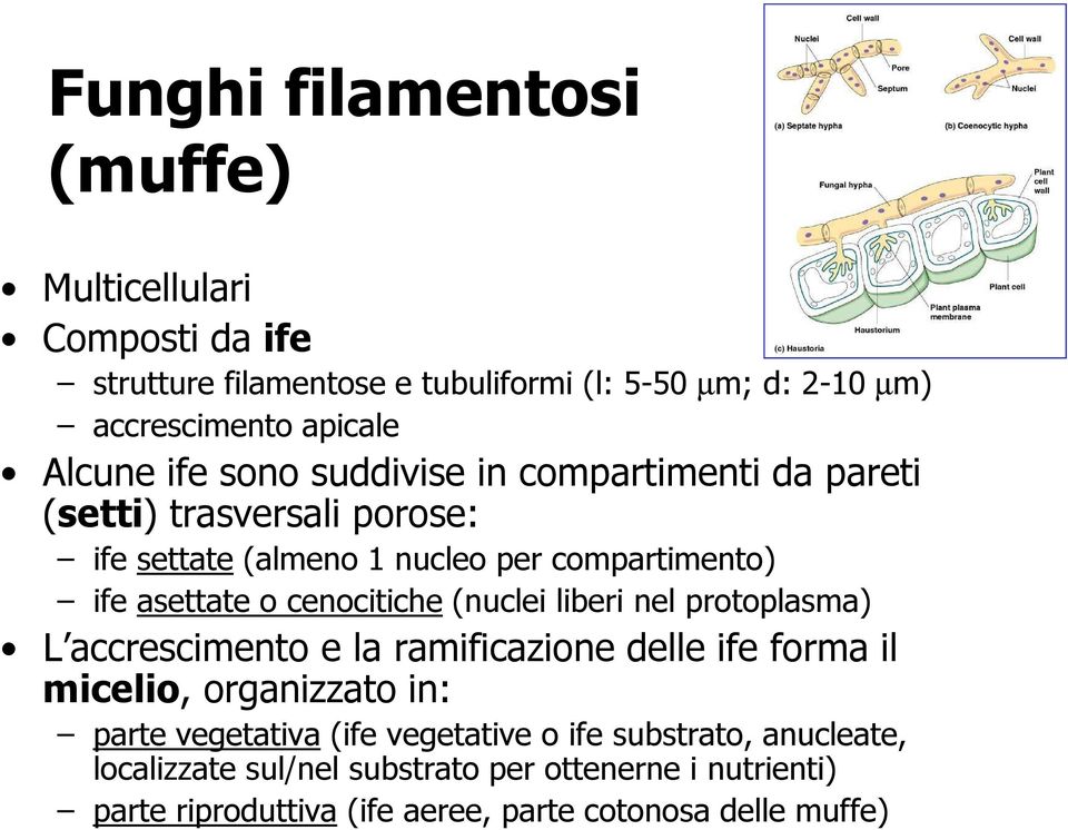 cenocitiche (nuclei liberi nel protoplasma) L accrescimento e la ramificazione delle ife forma il micelio, organizzato in: parte vegetativa (ife