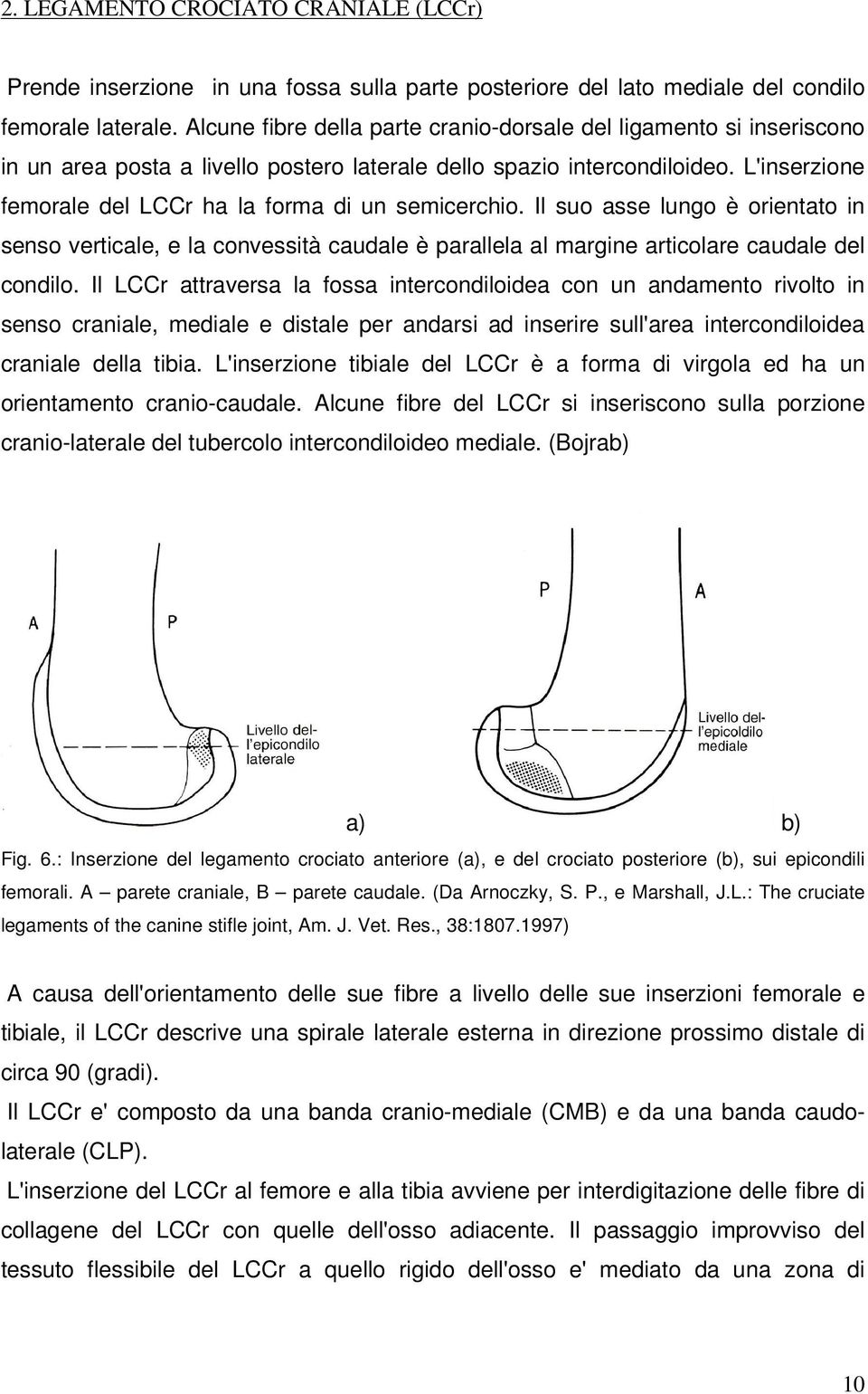 L'inserzione femorale del LCCr ha la forma di un semicerchio. Il suo asse lungo è orientato in senso verticale, e la convessità caudale è parallela al margine articolare caudale del condilo.