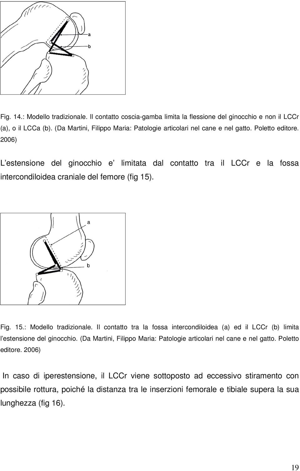 2006) L estensione del ginocchio e limitata dal contatto tra il LCCr e la fossa intercondiloidea craniale del femore (fig 15). Fig. 15.: Modello tradizionale.