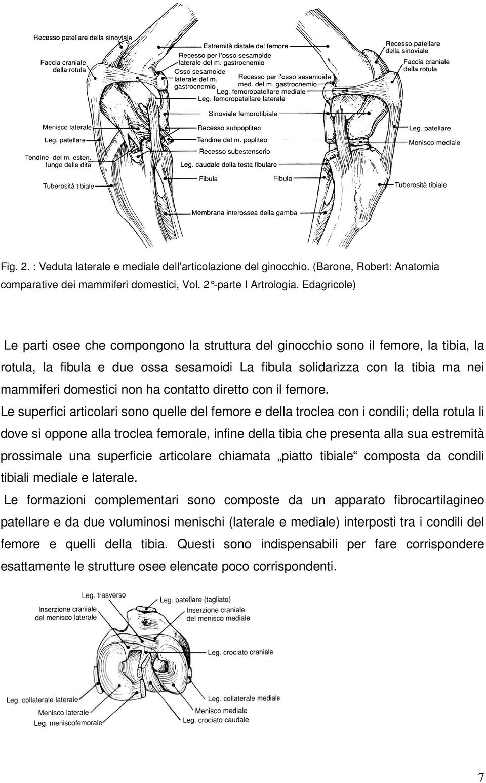 non ha contatto diretto con il femore.