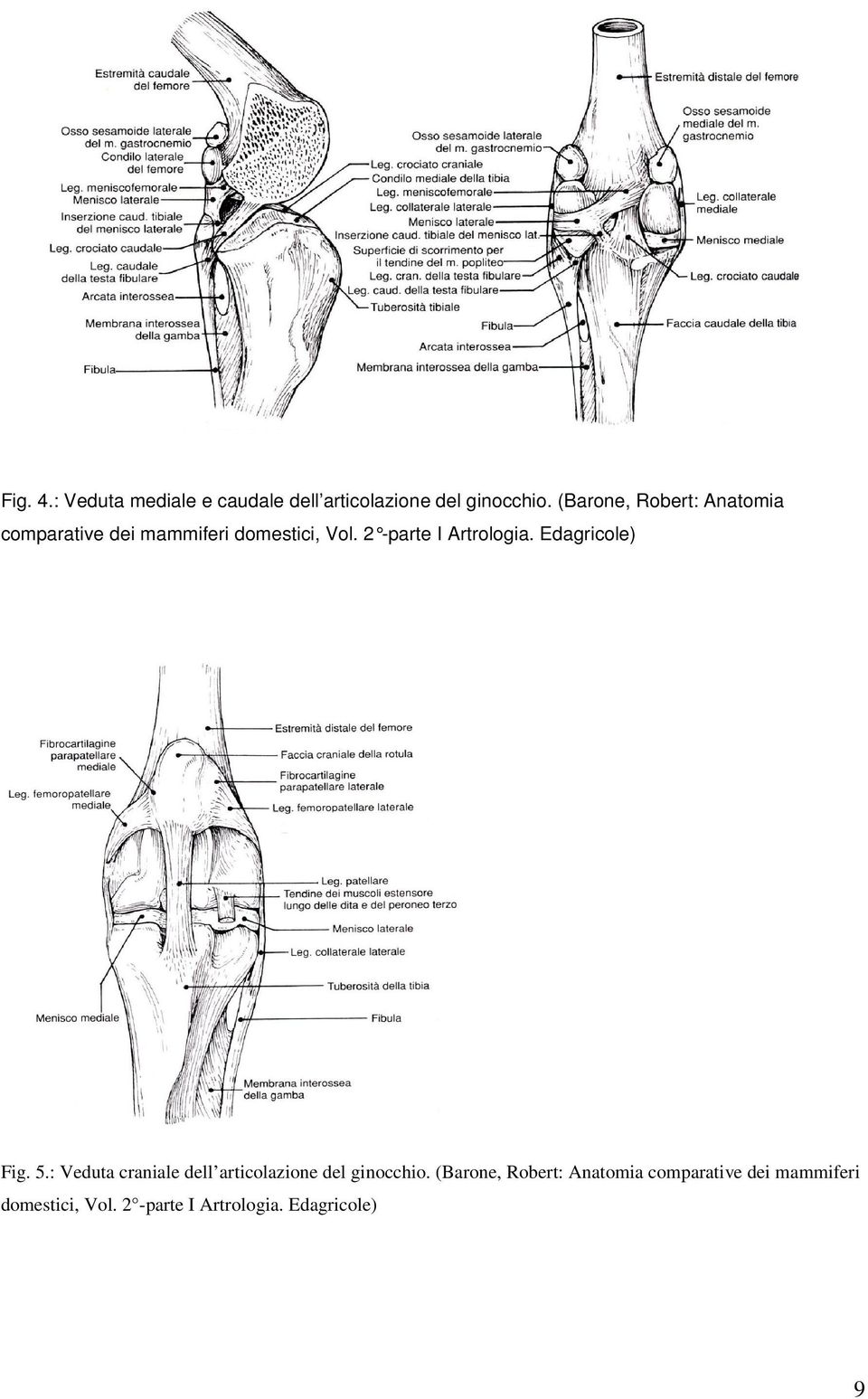 2 -parte I Artrologia. Edagricole) Fig. 5.