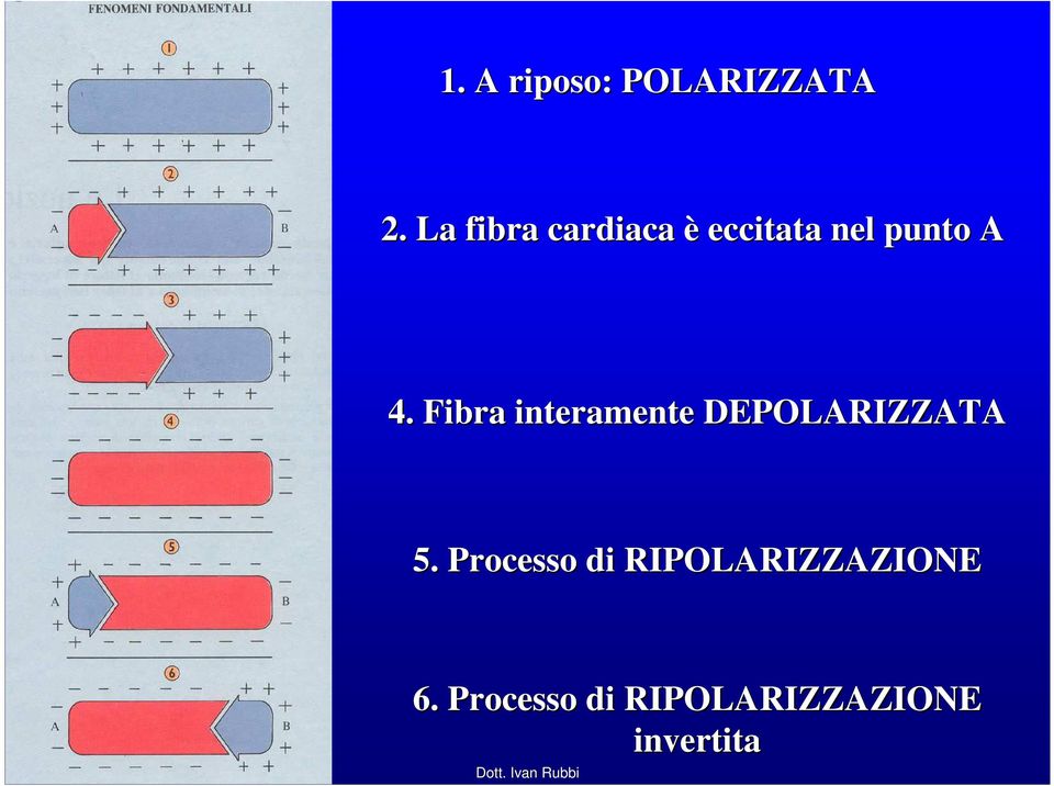 Fibra interamente DEPOLARIZZATA 5.