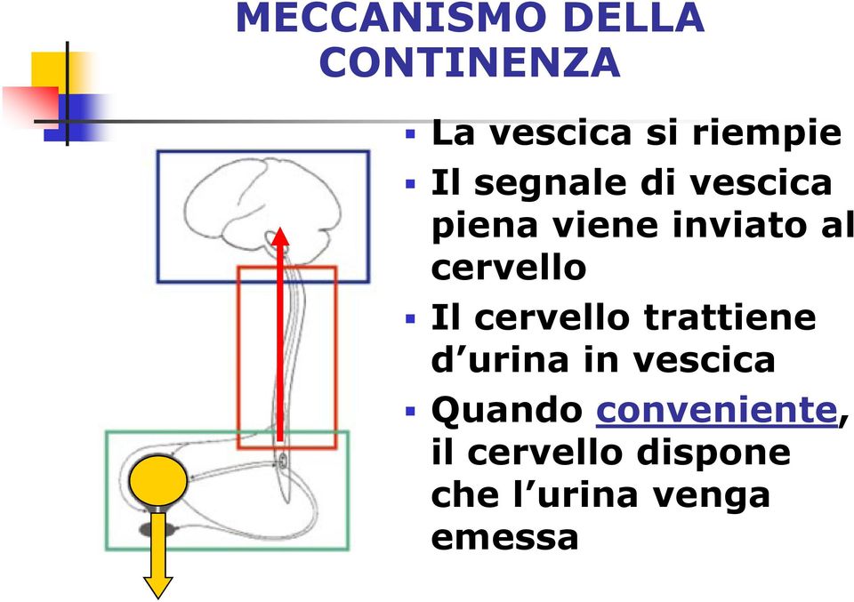 Il cervello trattiene d urina in vescica Quando