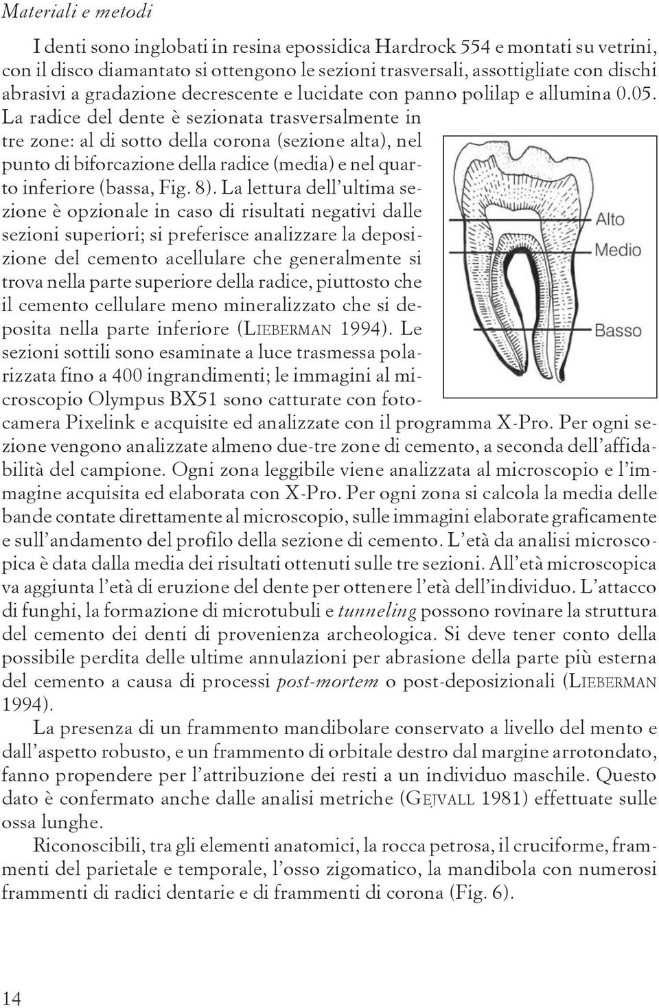 La radice del dente è sezionata trasversalmente in tre zone: al di sotto della corona (sezione alta), nel punto di biforcazione della radice (media) e nel quarto inferiore (bassa, Fig. 8).