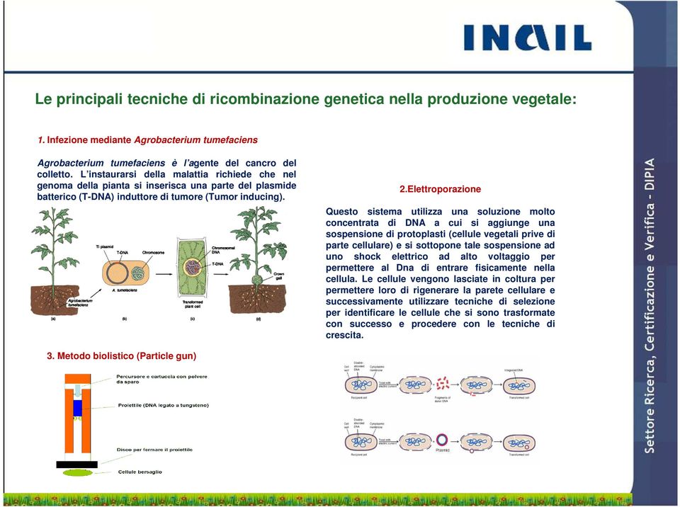 Elettroporazione Questo sistema utilizza una soluzione molto concentrata di DNA a cui si aggiunge una sospensione di protoplasti (cellule vegetali prive di parte cellulare) e si sottopone tale