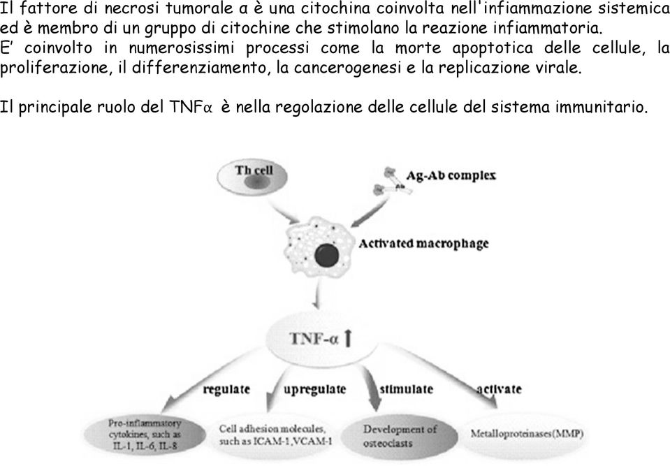 E coinvolto in numerosissimi processi come la morte apoptotica delle cellule, la proliferazione, il