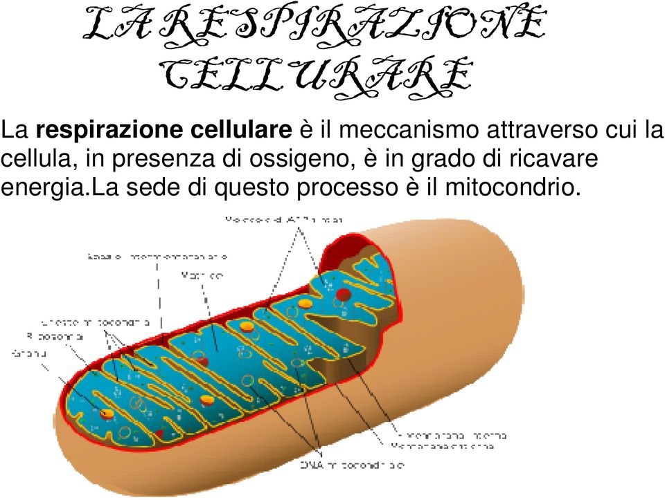 cellula, in presenza di ossigeno, è in grado di