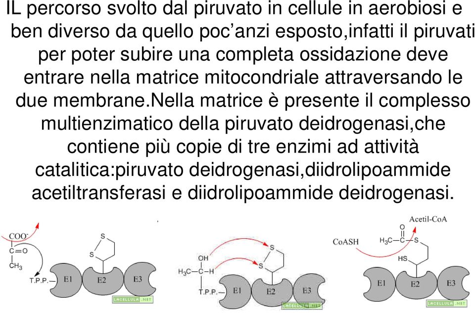 membrane.