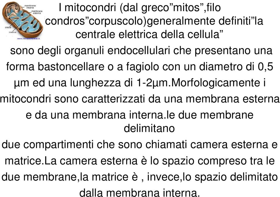 Morfologicamente i mitocondri sono caratterizzati da una membrana esterna e da una membrana interna.