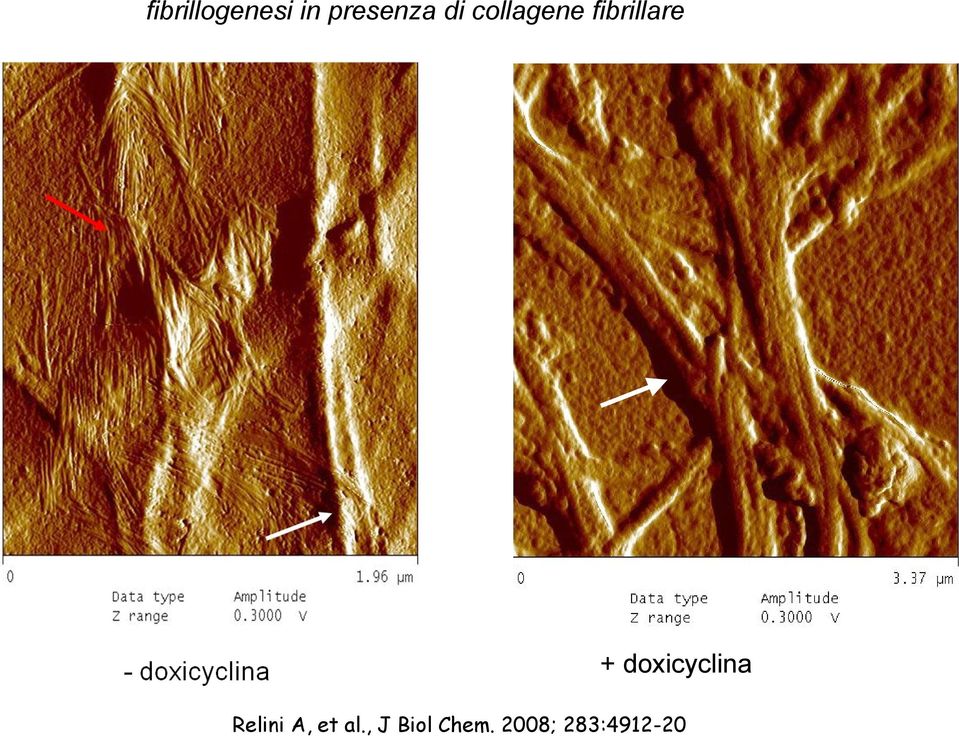 doxicyclina Relini A, et al.