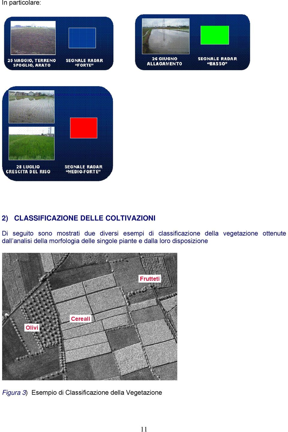 ottenute dall analisi della morfologia delle singole piante e dalla