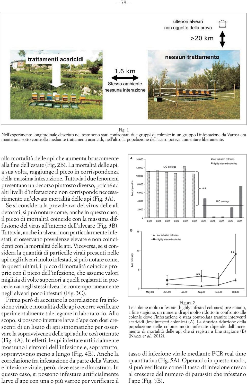 nell altro la popolazione dell acaro poteva aumentare liberamente. alla mortalità delle api che aumenta bruscamente alla fine dell estate (Fig. 2B).
