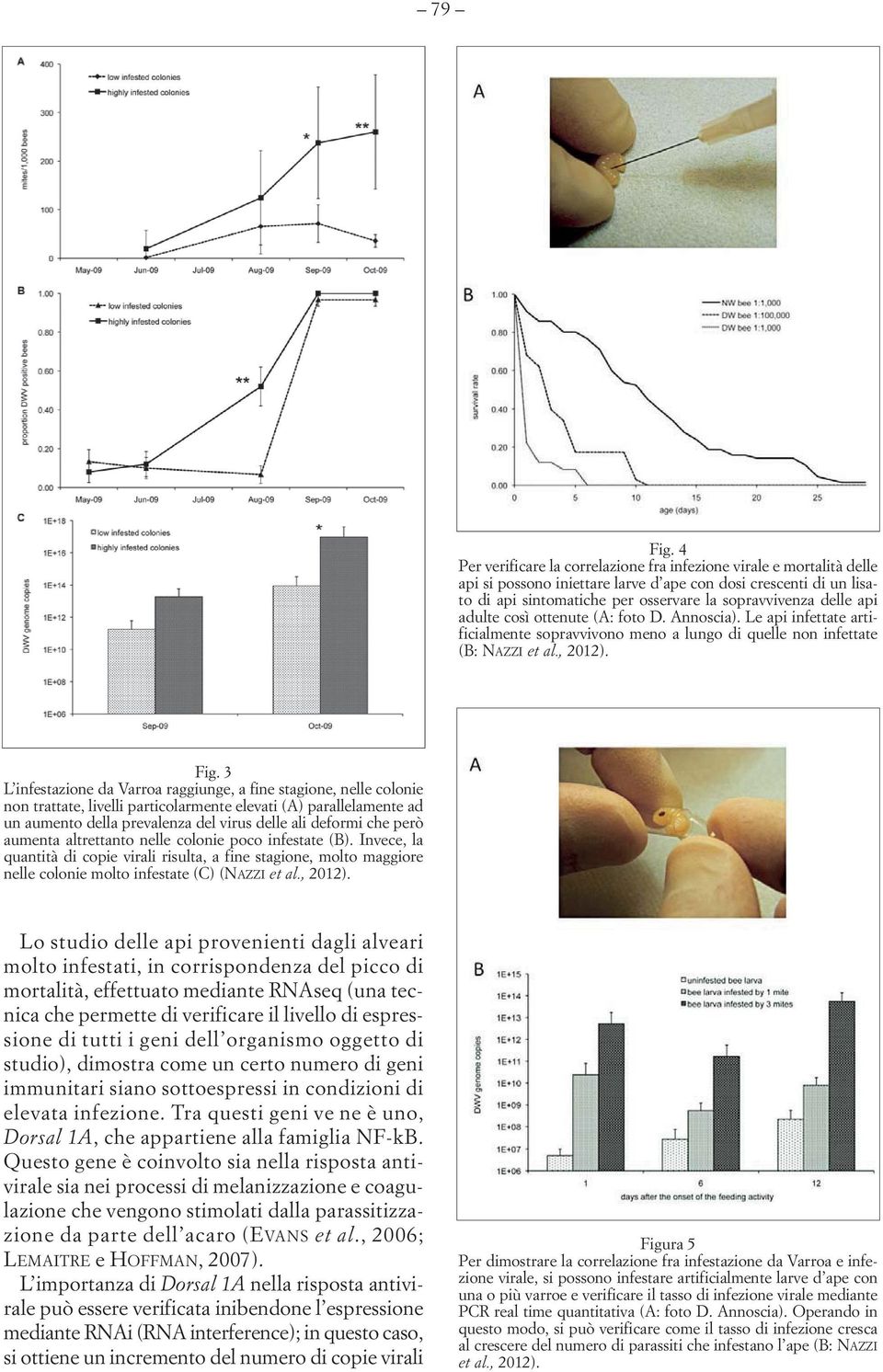 api adulte così ottenute (A: foto D. Annoscia). Le api infettate artificialmente sopravvivono meno a lungo di quelle non infettate (B: NAZZI et al., 2012). Fig.